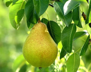 pear_tree